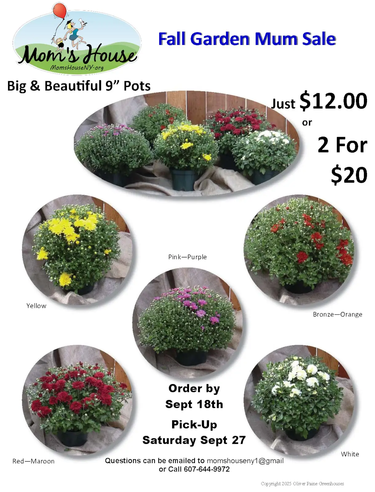 Mother's Day Mum Sale